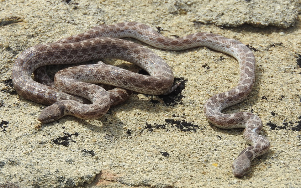 Coast Night Snakes