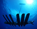 Wave Glider/SHARC
