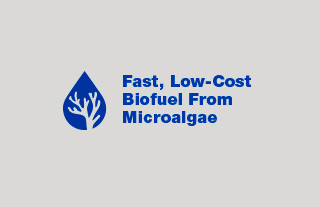 Fast, Low-Cost Biofuel From Microalgae