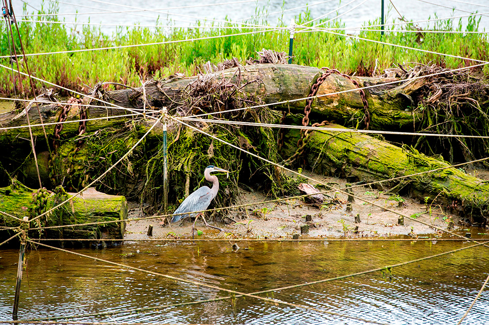 Duwamish cleanup site