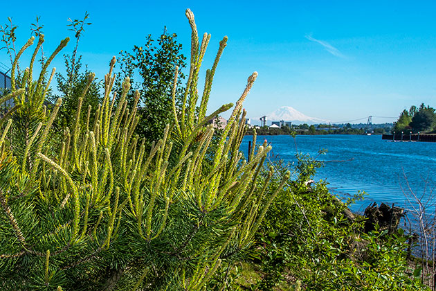  2016 Enviro Report Plant 2 Duwamish Shoreline Restoration