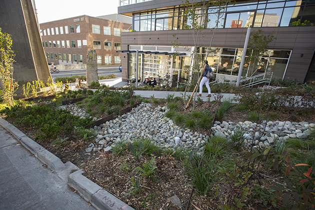 rain garden channels the community’s polluted runoff