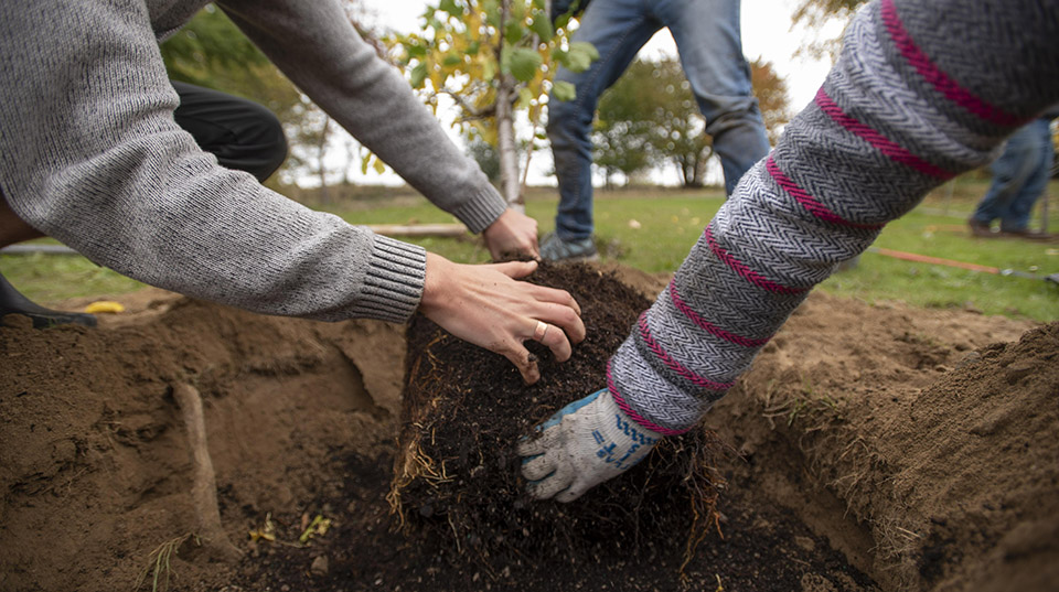 Volunteers plant tree