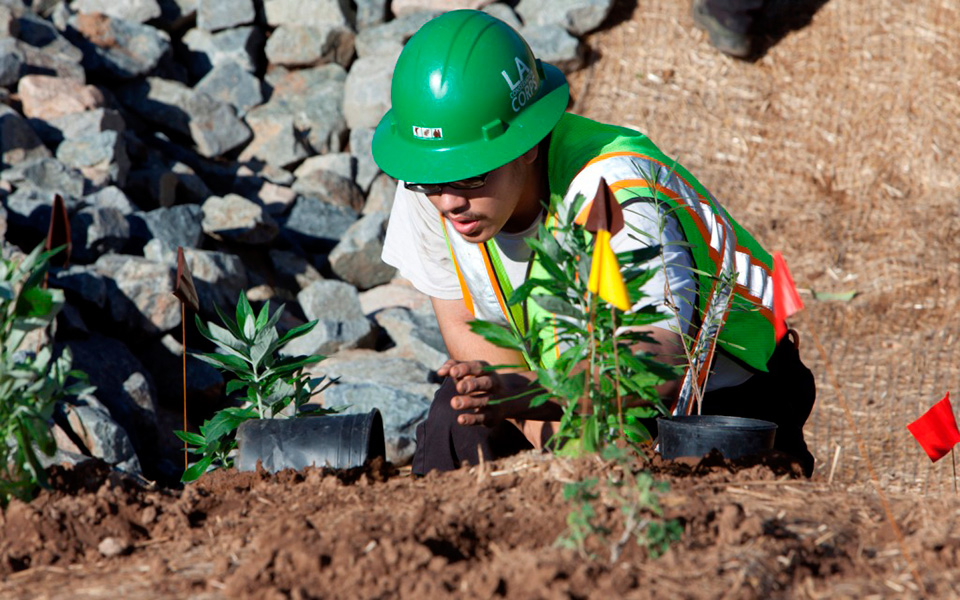 Native plant restoration