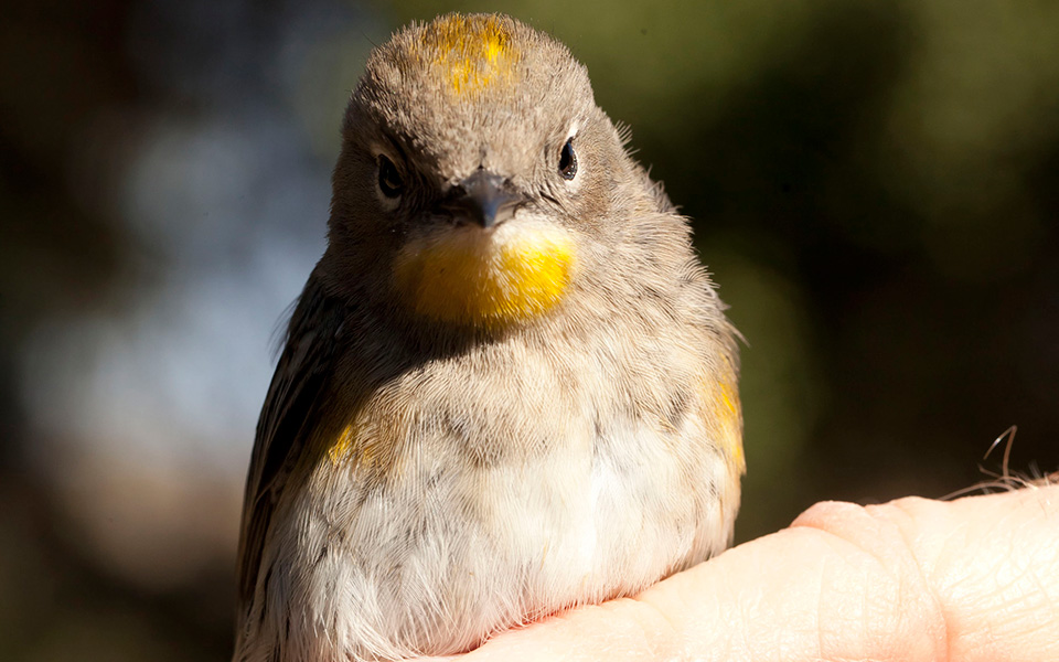 Audubon’s Warbler