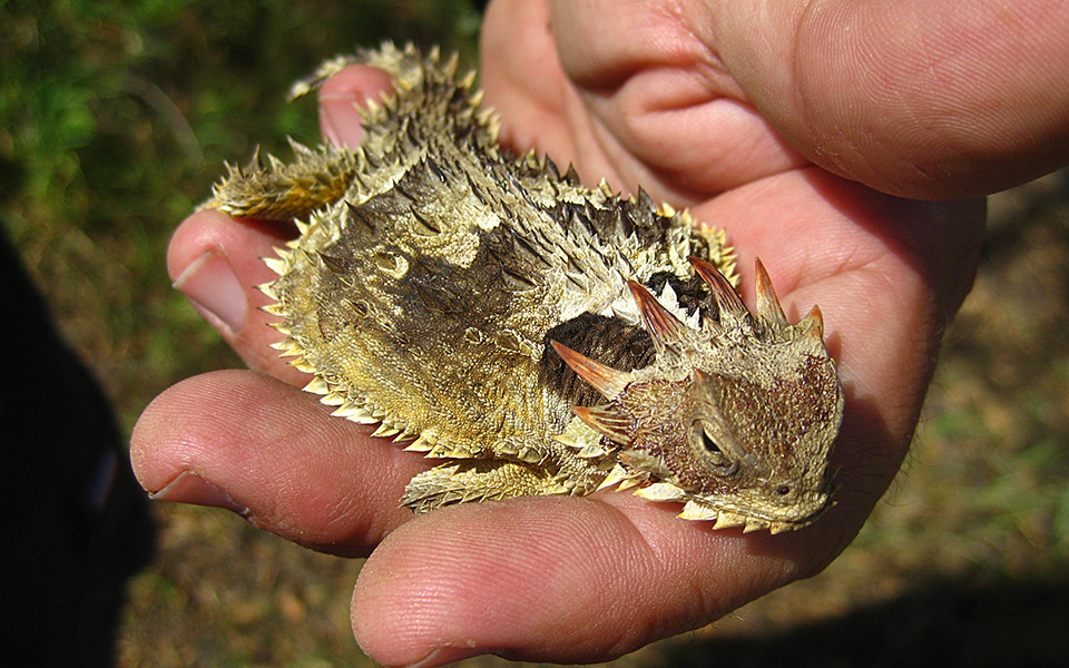 Coast Horned Lizard