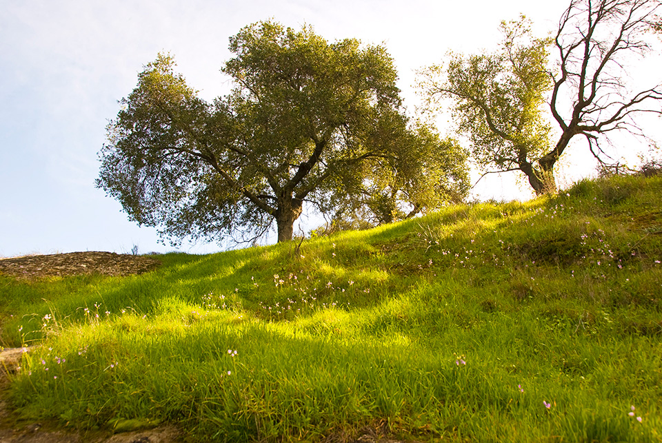 Oak woodlands