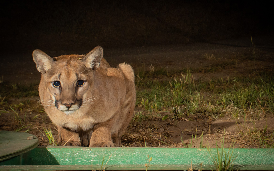 Mountain lion