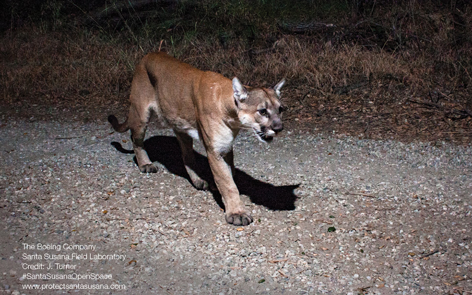 Male mountain lion