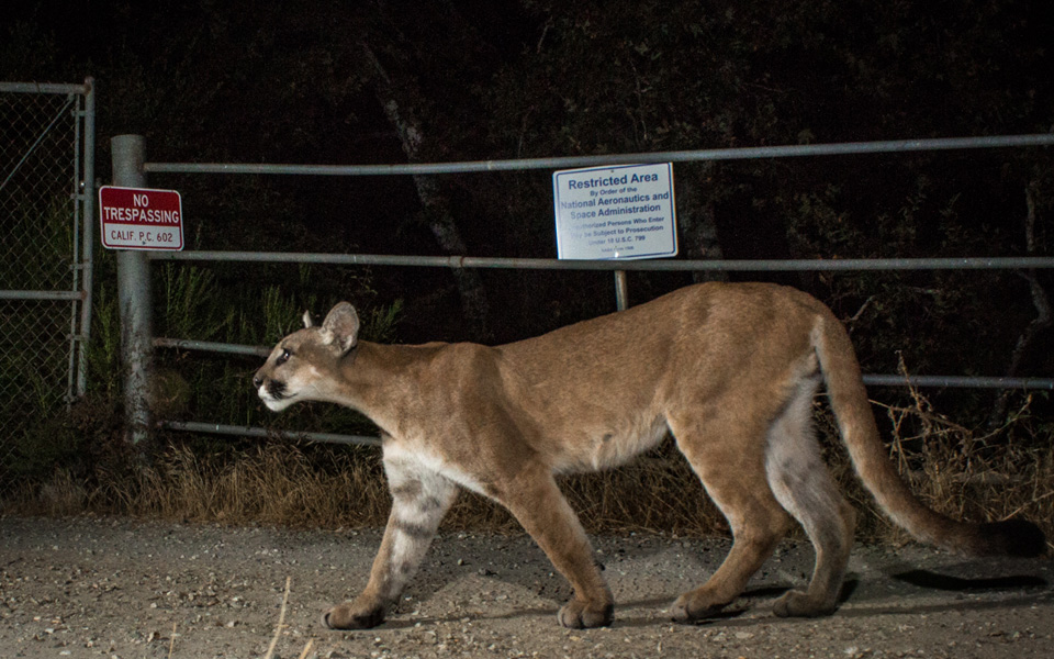 Mountain lion