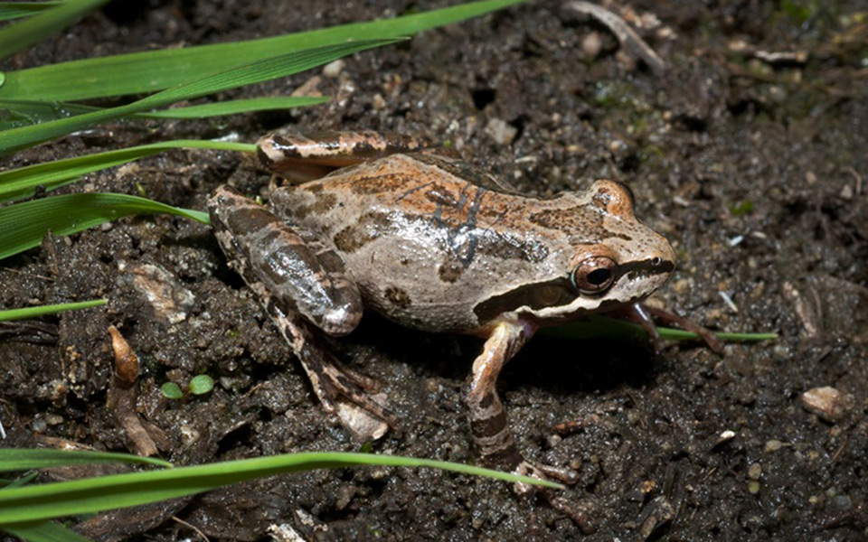 Baja California Tree Frog