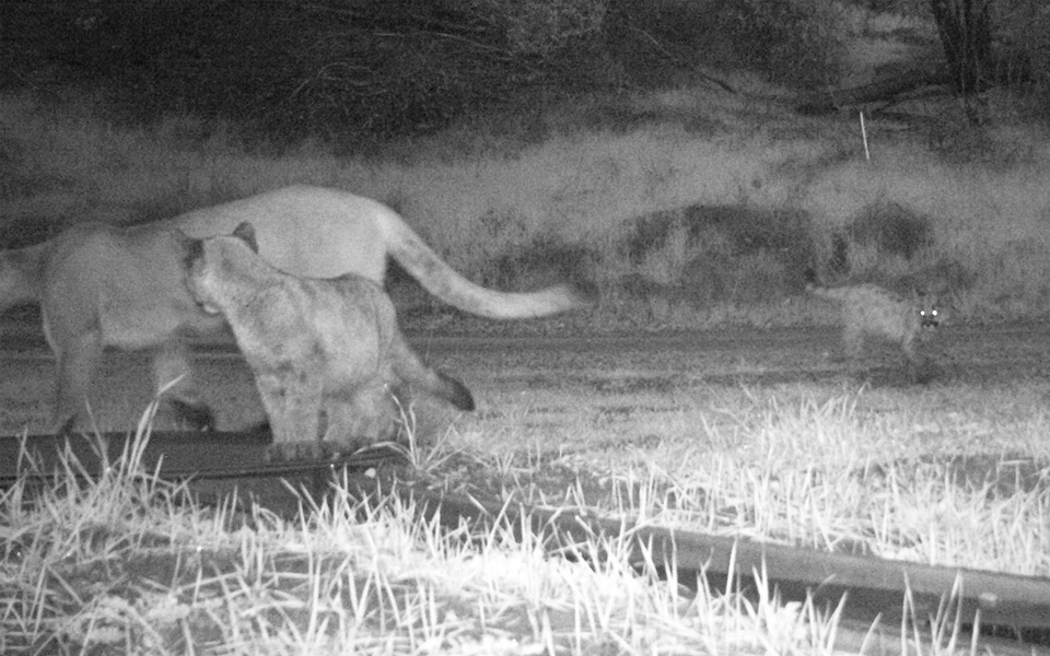 Mountain lion kittens