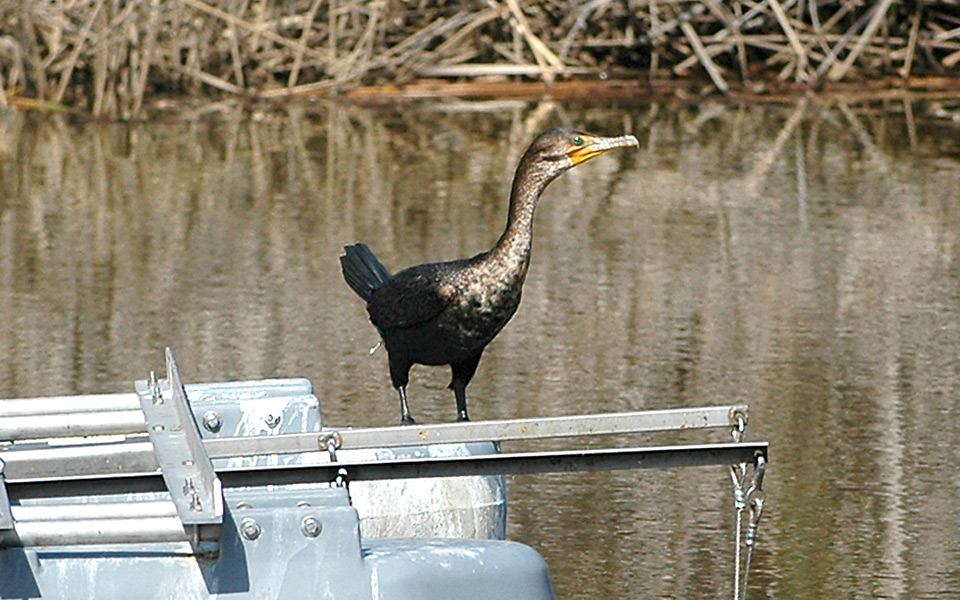 Cormorant