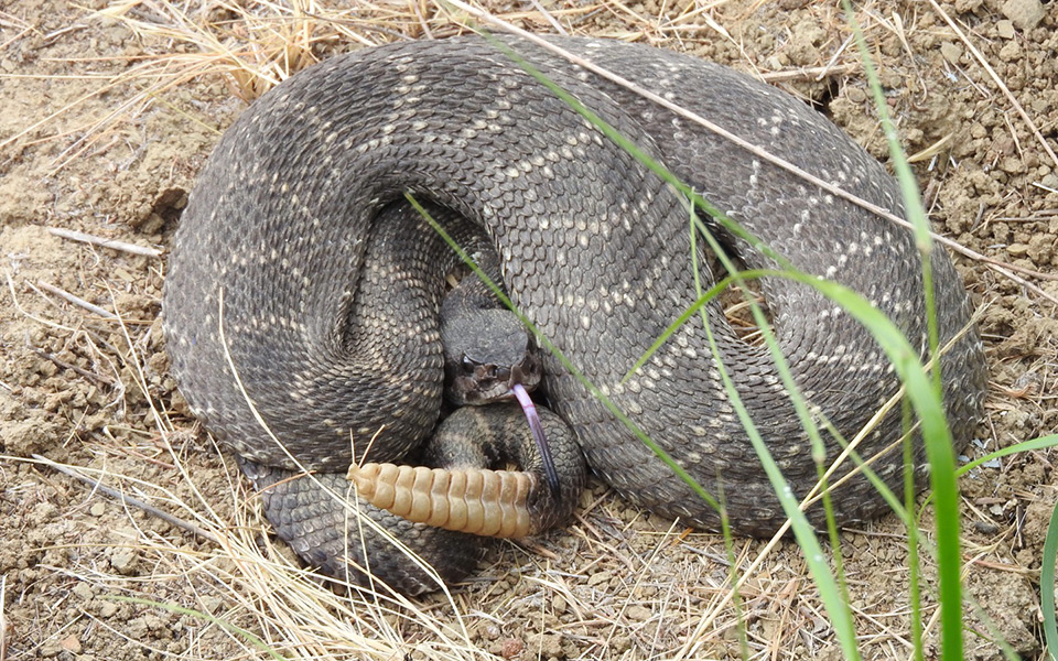 Southern Pacific Rattlesnake