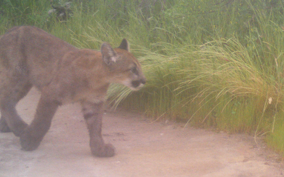 Mountain lion kitten