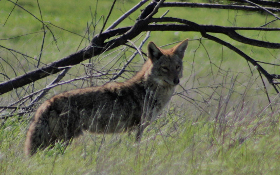 Coyote