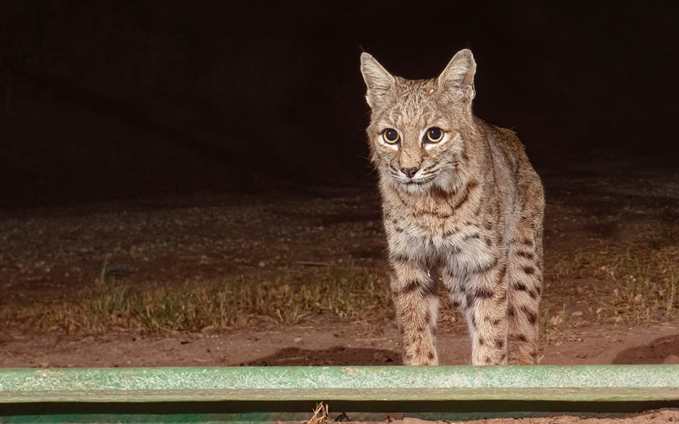 Bobcat