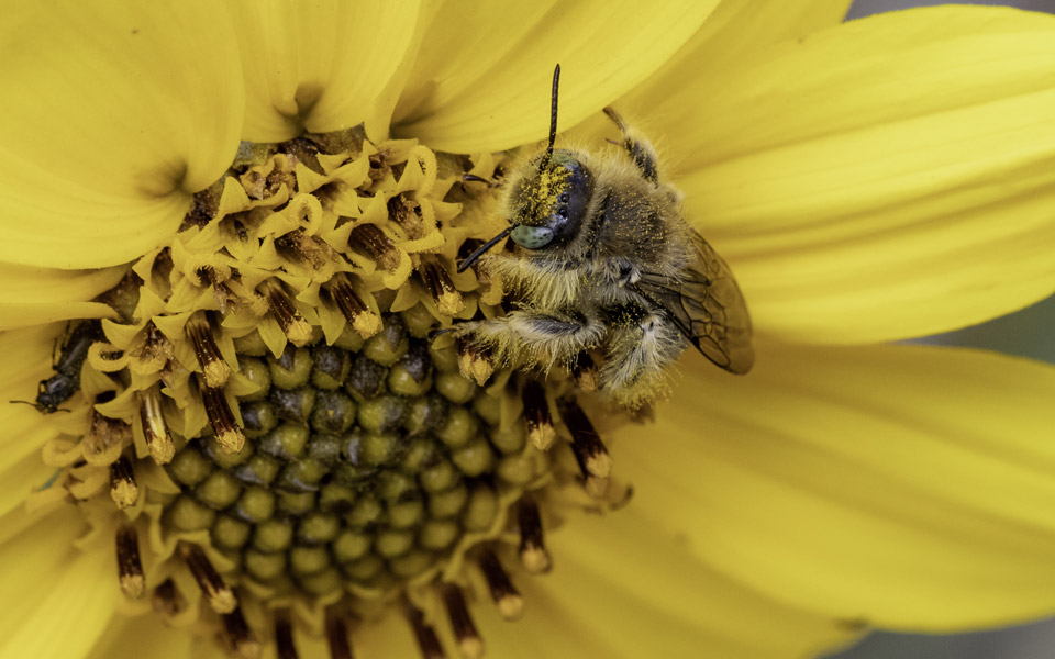 Bee gathering pollen in a flower