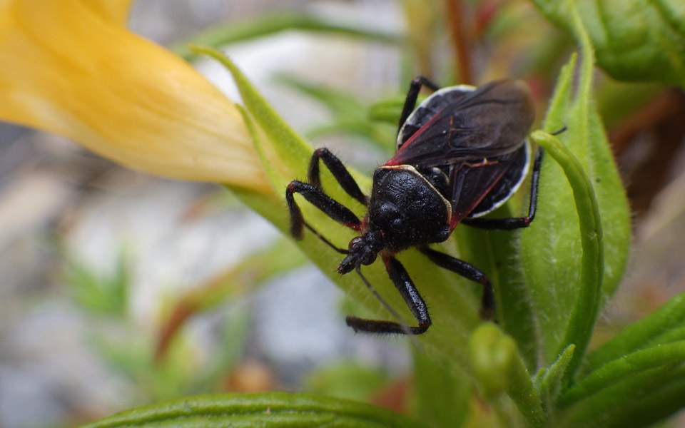 insect on plant.