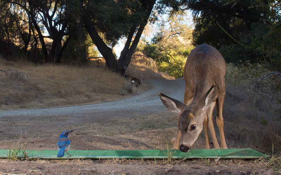 Blue bird and deer