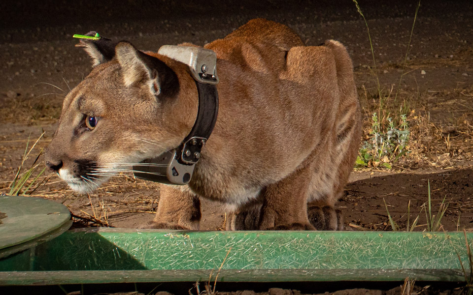 Mountain lion