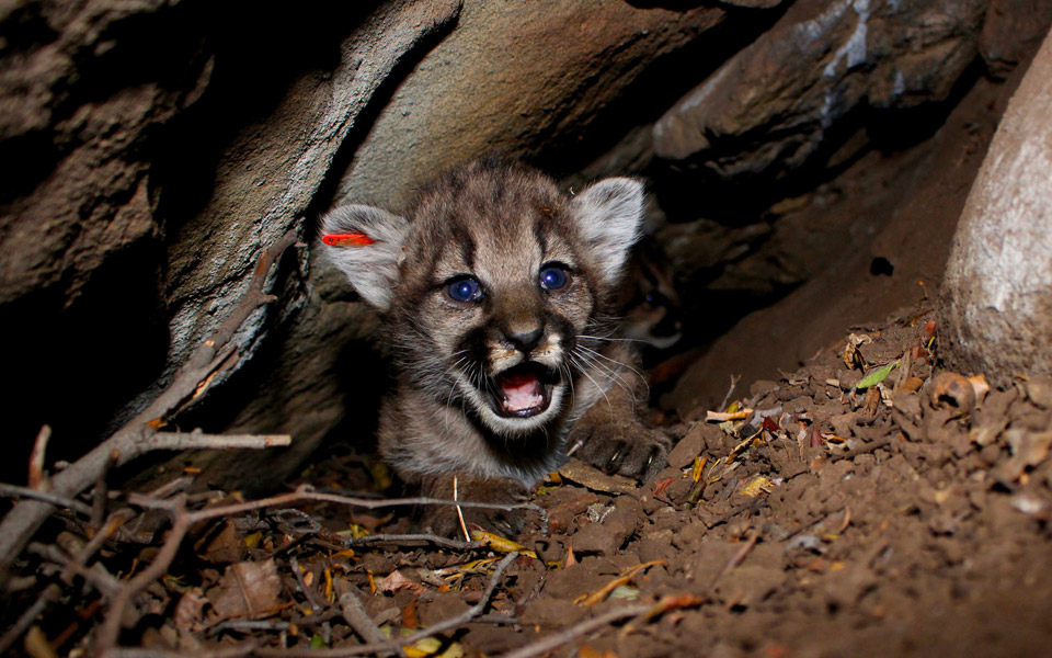 Mountain lion kitten