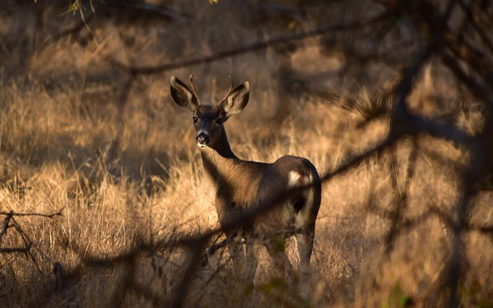 wildlife image