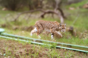 bobcat