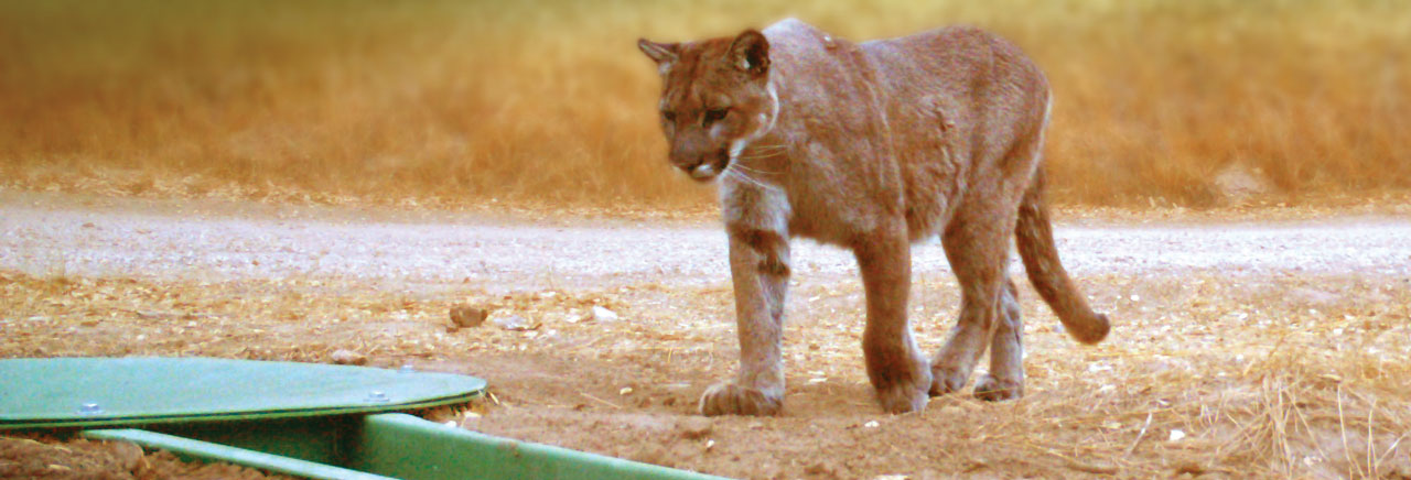 Mountain Lion