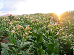 Field of tobacco plants used for biofuel.